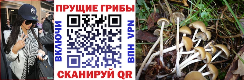 Псилоцибиновые грибы Magic Shrooms  наркошоп  Новозыбков 